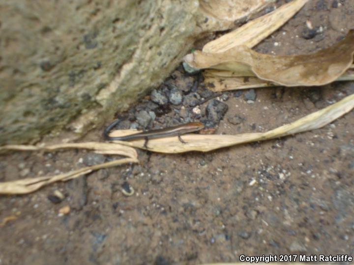 Plague Skink (Lampropholis delicata)