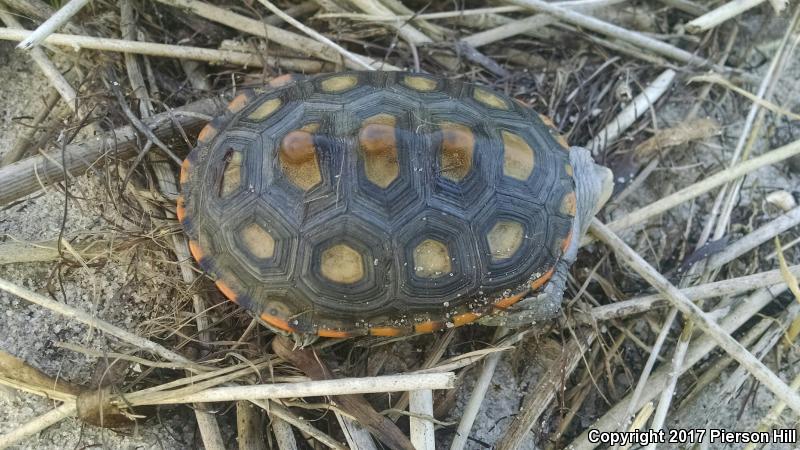 Ornate Diamond-backed Terrapin (Malaclemys terrapin macrospilota)