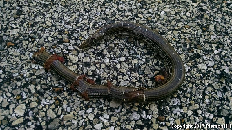 Eastern Slender Glass Lizard (Ophisaurus attenuatus longicaudus)