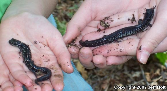 Mississippi Slimy Salamander (Plethodon mississippi)