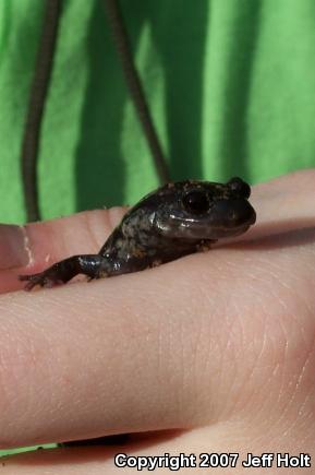 Mississippi Slimy Salamander (Plethodon mississippi)