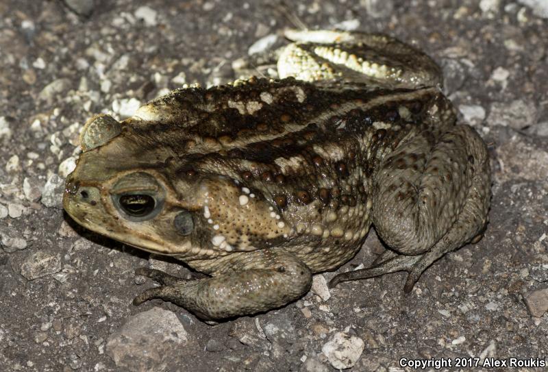 Cane Toad (Rhinella marina)