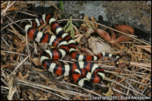 Sierra Mountain Kingsnake (Lampropeltis zonata multicincta)