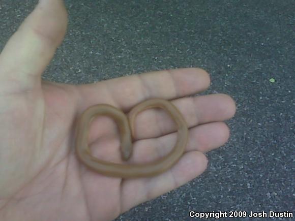 Northern Rubber Boa (Charina bottae)