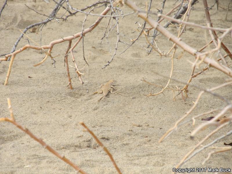 Colorado Desert Fringe-toed Lizard (Uma notata)