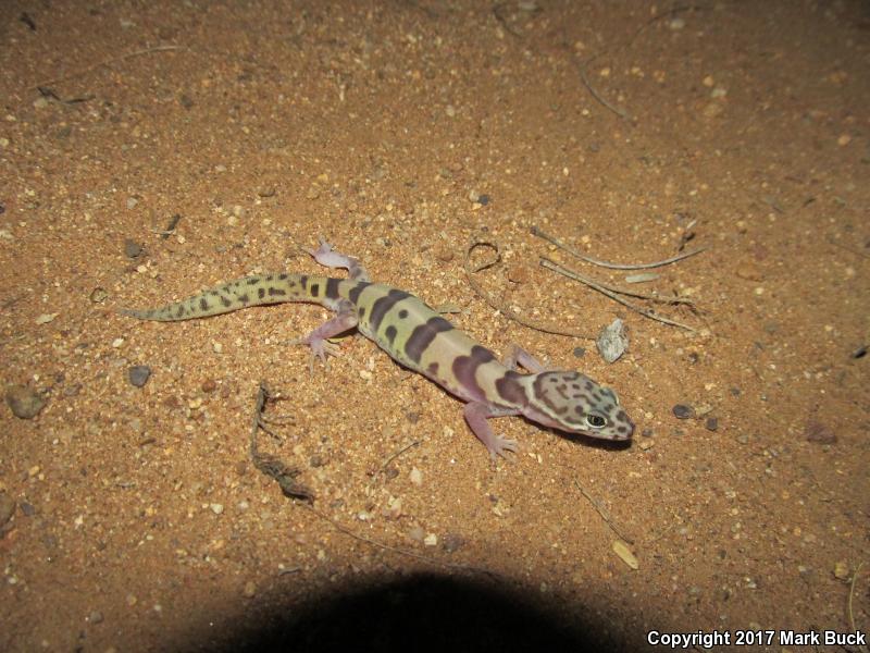 Tucson Banded Gecko (Coleonyx variegatus bogerti)