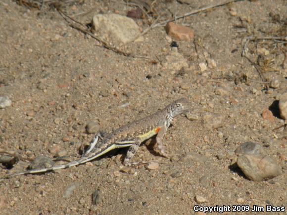 Western Zebra-tailed Lizard (Callisaurus draconoides rhodostictus)