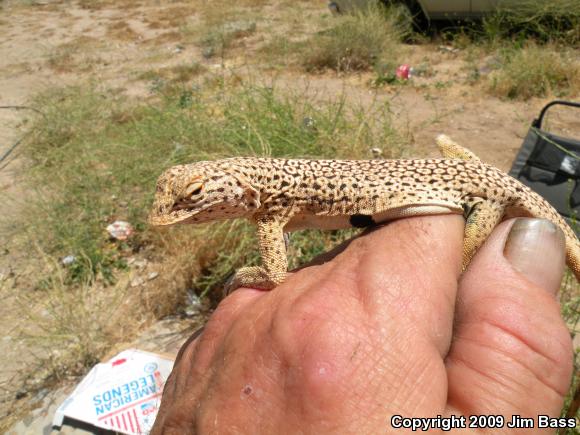 Mojave Fringe-toed Lizard (Uma scoparia)