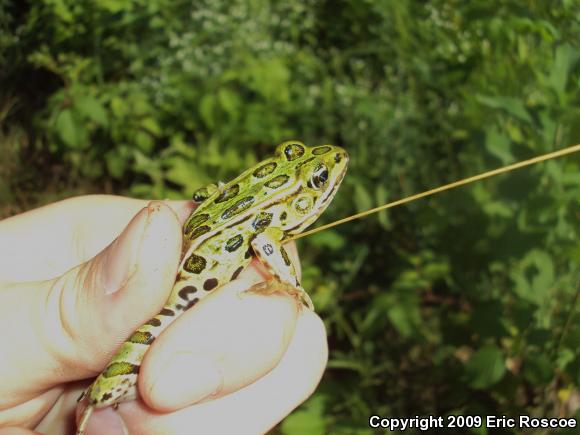 Northern Leopard Frog (Lithobates pipiens)