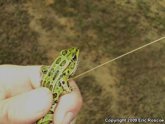 Northern Leopard Frog (Lithobates pipiens)