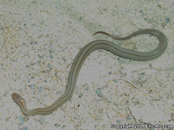 Northern Red-bellied Snake (Storeria occipitomaculata occipitomaculata)