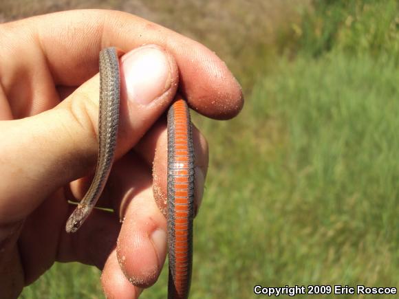 Northern Red-bellied Snake (Storeria occipitomaculata occipitomaculata)