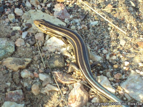 Five-lined Skink (Plestiodon fasciatus)