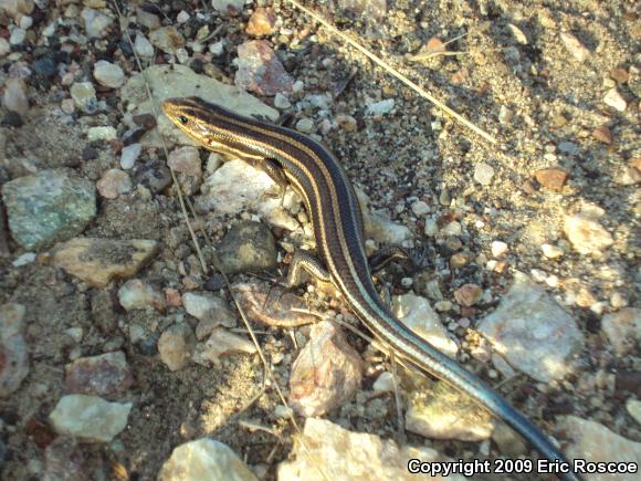 Five-lined Skink (Plestiodon fasciatus)