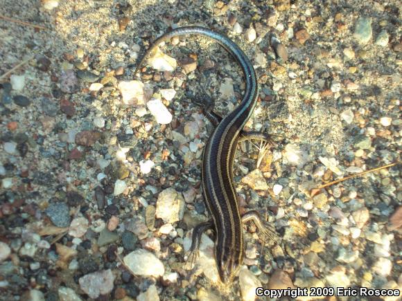 Five-lined Skink (Plestiodon fasciatus)