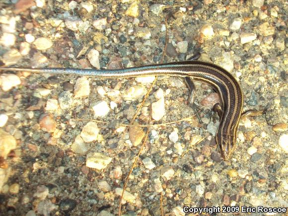 Five-lined Skink (Plestiodon fasciatus)