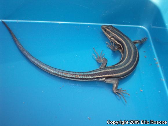 Five-lined Skink (Plestiodon fasciatus)