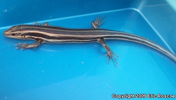 Five-lined Skink (Plestiodon fasciatus)