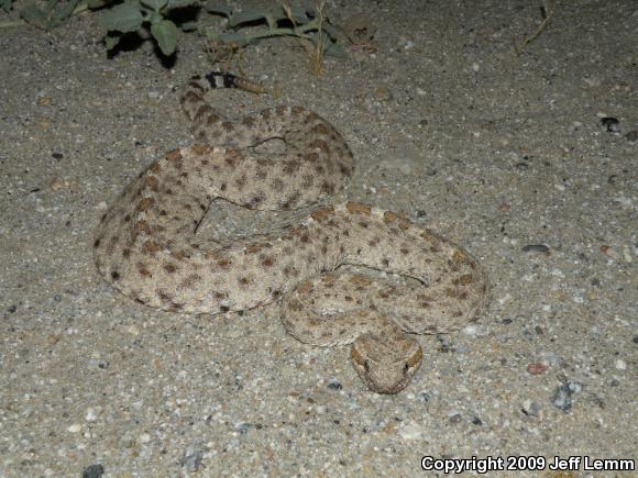 Colorado Desert Sidewinder (Crotalus cerastes laterorepens)