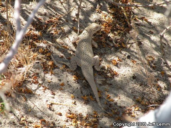 Colorado Desert Fringe-toed Lizard (Uma notata)