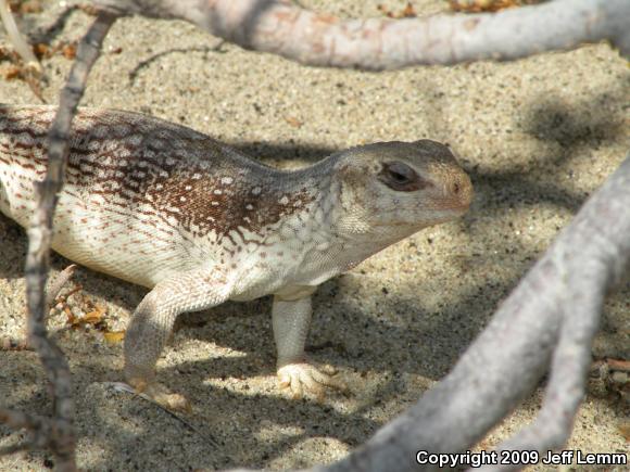 Northern Desert Iguana (Dipsosaurus dorsalis dorsalis)