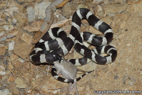 California Kingsnake (Lampropeltis getula californiae)