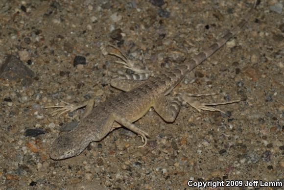 Western Zebra-tailed Lizard (Callisaurus draconoides rhodostictus)