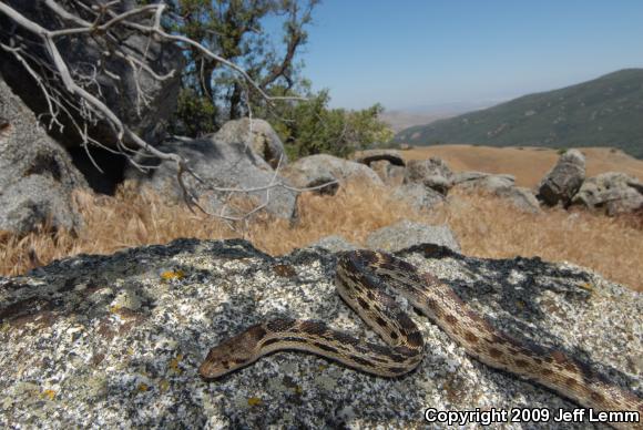 Pacific Gopher Snake (Pituophis catenifer catenifer)