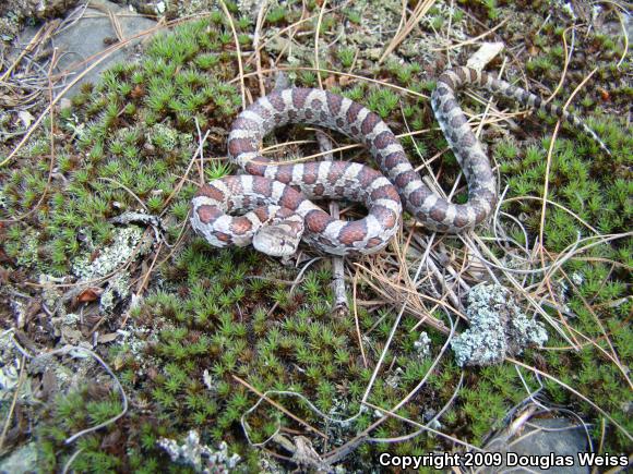 Eastern Milksnake (Lampropeltis triangulum triangulum)