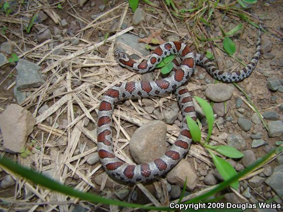 Eastern Milksnake (Lampropeltis triangulum triangulum)