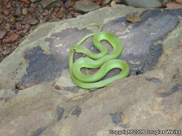 Smooth Greensnake (Opheodrys vernalis)