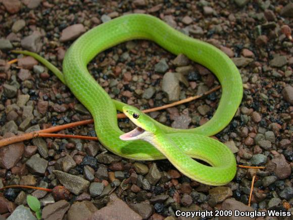 Smooth Greensnake (Opheodrys vernalis)