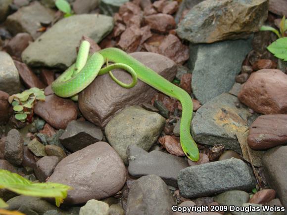 Smooth Greensnake (Opheodrys vernalis)