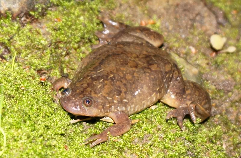 African Clawed Frog (Xenopus laevis)