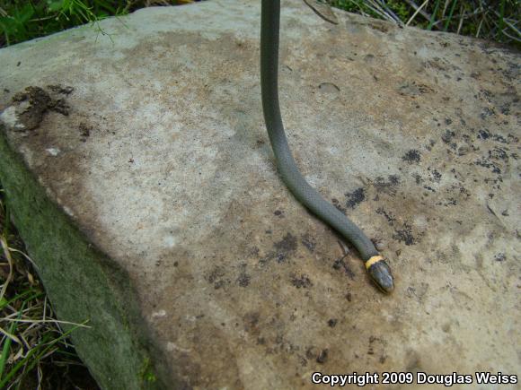 Northern Ring-necked Snake (Diadophis punctatus edwardsii)