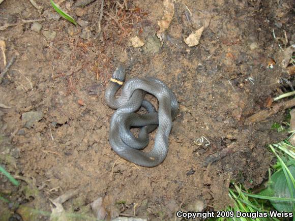 Northern Ring-necked Snake (Diadophis punctatus edwardsii)