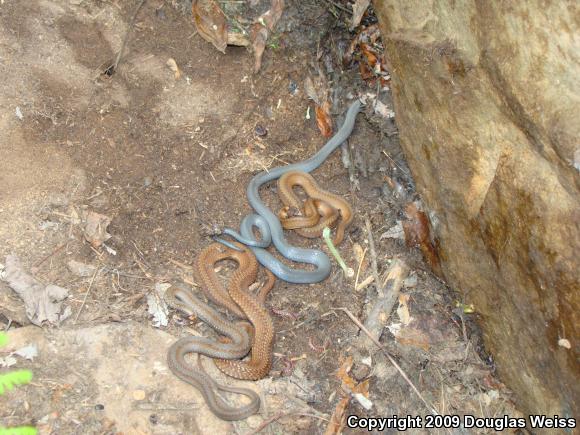 Northern Red-bellied Snake (Storeria occipitomaculata occipitomaculata)