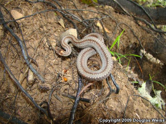 Northern Red-bellied Snake (Storeria occipitomaculata occipitomaculata)