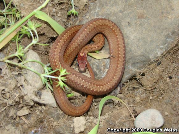 Northern Red-bellied Snake (Storeria occipitomaculata occipitomaculata)