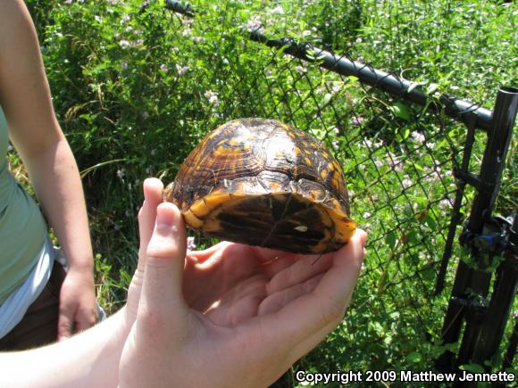 Eastern Box Turtle (Terrapene carolina carolina)