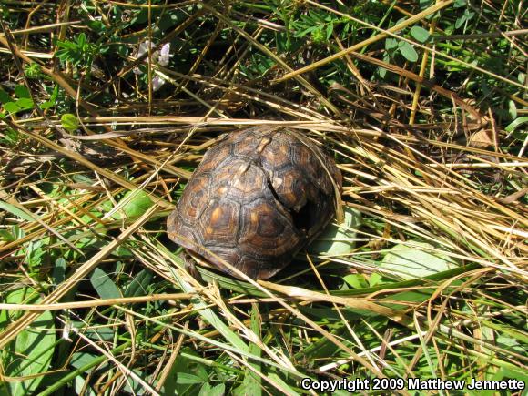 Eastern Box Turtle (Terrapene carolina carolina)