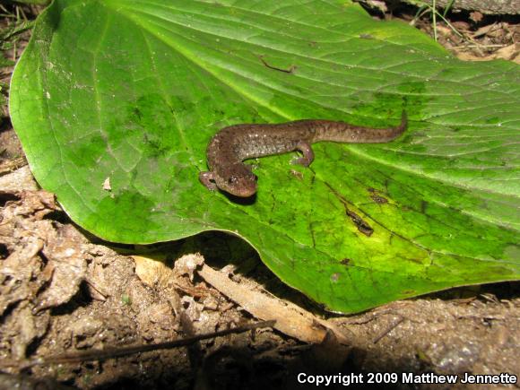 Northern Dusky Salamander (Desmognathus fuscus)