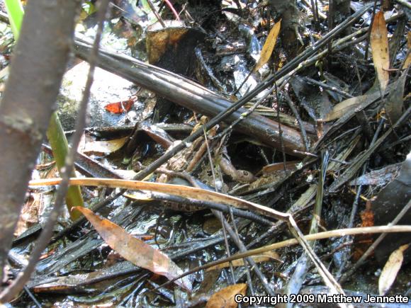 Pickerel Frog (Lithobates palustris)