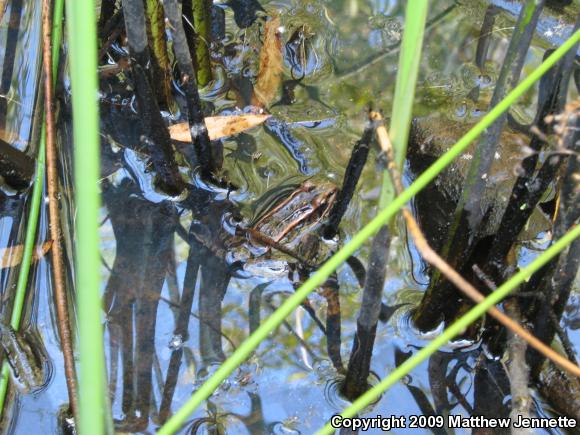 Pickerel Frog (Lithobates palustris)