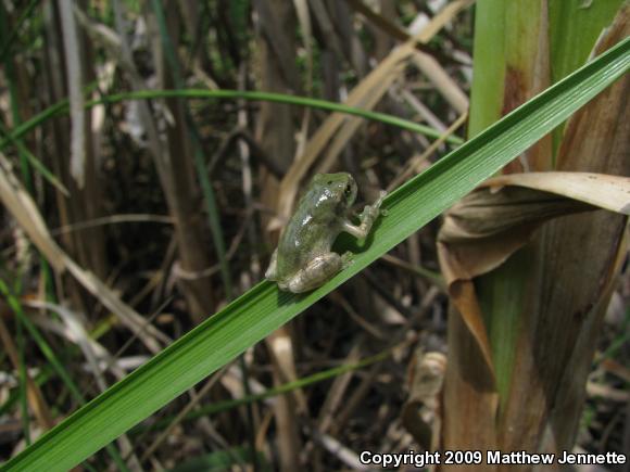 Cope's Gray Treefrog (Hyla chrysoscelis)