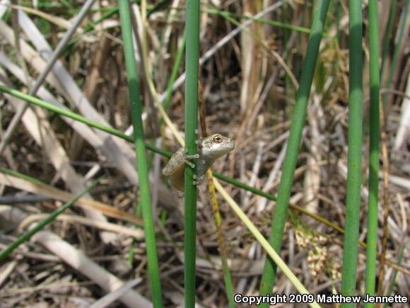 Cope's Gray Treefrog (Hyla chrysoscelis)