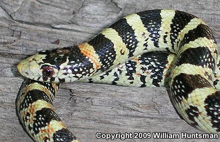 Western Long-nosed Snake (Rhinocheilus lecontei)