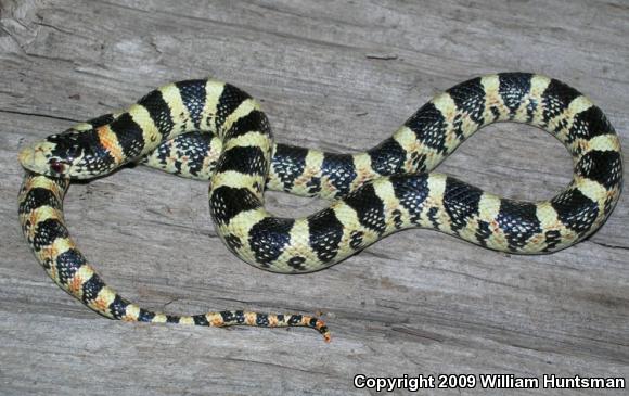 Western Long-nosed Snake (Rhinocheilus lecontei)