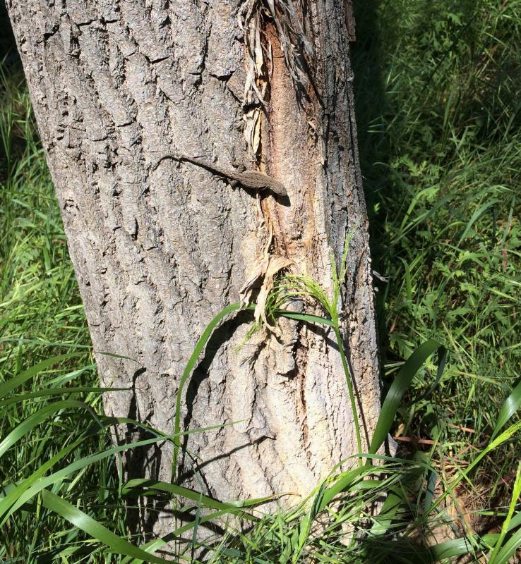 Black-tailed Brush Lizard (Urosaurus nigricaudus)