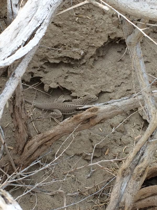 Colorado Desert Fringe-toed Lizard (Uma notata)